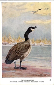 Carta Audubon Bird vintage di ALLAN BROOKS anni 50 Canada Goose #7 - Foto 1 di 2