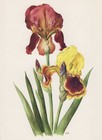 Sword Lily Iris Germanica Var. 1965 Anne Marie Trechslin Offset Lithography