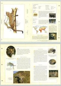 Leopard #19 Mammals - The Illustrated Animal Library Fold-out Page & Print - Picture 1 of 2