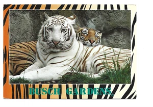 2 TIGRES, UNO BLANCO, JARDINES ARBUSTIVOS~TAMPA, FL - Imagen 1 de 1
