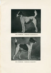 SMOOTH FOX TERRIER  NAMED DOGS OLD ANTIQUE 1893 DOG PRINT - Picture 1 of 1