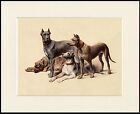 Great Dane Group Four Dogs Lovely Little Dog Print Mounted Ready To Frame