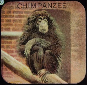 Glass Magic Lantern Slide A CHIMPANZEE C1900 ZOO DRAWING - Picture 1 of 2