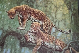 Oktober 1932 Naturmagazin mit Jaguaren auf Cover - Vögel im Inneren Vintage - Bild 1 von 5