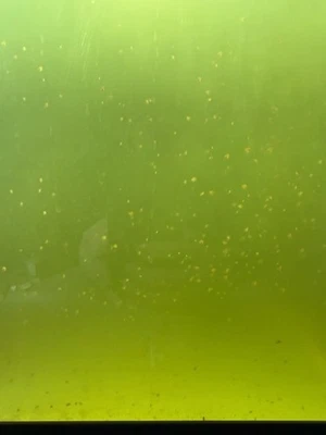 Комбинированная зеленая водная культура Daphnia Magna 100+ штук - БЫСТРАЯ ДОСТАВКА - ЛУЧШАЯ СДЕЛКА - Изображение 1 из 3