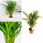 Areca Palm Plant 'Bamboo Dypsis Lutescens' Houseplant Air Purifier 50-60cm Tall