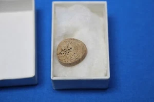 Hueso fosilizado petrificado redondo único exhibición corbata tachuela sombrero pin - Imagen 1 de 3