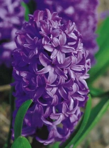 Hyacinth Purple Princess: $120 For 15 Bulbs Free Postage - Bild 1 von 3