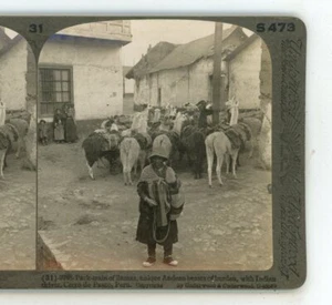 Pack Train of Llamas Cerro de Pasco Peru Underwood Stereoview - Picture 1 of 3