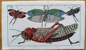 Heuschrecke (Platte 35) - Wilhelm Original Farbdruck - 1800 - Bild 1 von 1