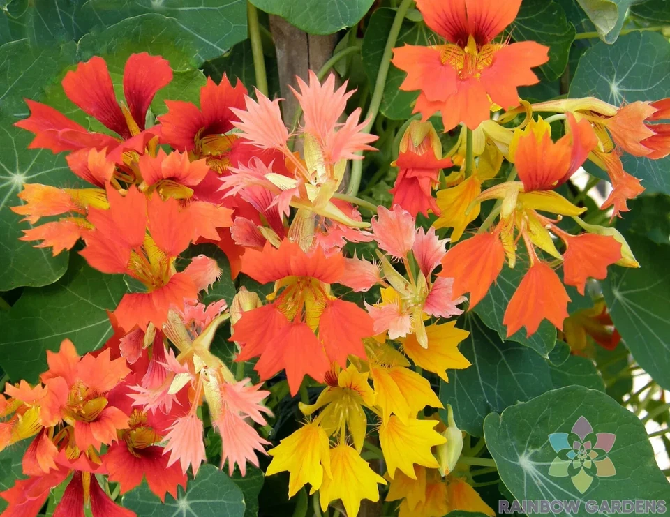 50+ Semillas de capuchina Phoenix para plantación de jardín - EE. UU. - ¡ENVÍO RÁPIDO! Foto 1 de 1