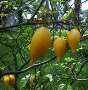 Tabernanthe iboga, Very Rare, Fresh - 5 Semi - Foto 1 di 10