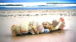 Cordón de primavera vintage hecho en Francia conchas de mar reales playa océano mar náutico - Imagen 1 de 10