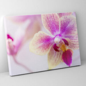Pink Orchid Flower Closeup Extra Large Oversized Canvas Wall Art Decor Print