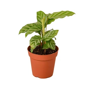 Calathea Concinna 'Freddie' - Bild 1 von 5