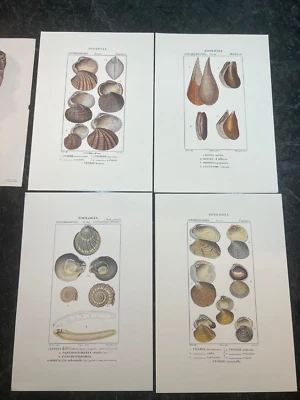 Set of 4 mollusk shell print reproductions unframed made in Italy + 1 bonus owl - Image 1 of 4