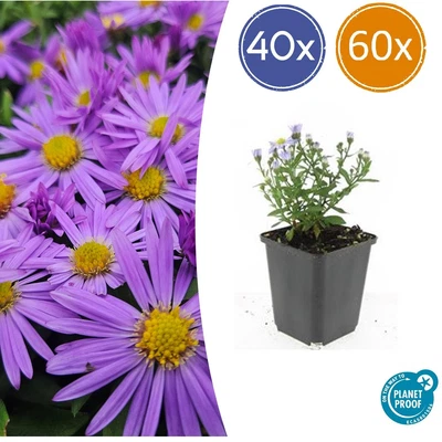 Vaso compatto Autumnaster Aster Prof. Anton Kippenberg, 10-25 cm Ø9 cm - Immagine 1 di 4