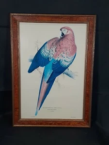 Macrocercus Aracanga. Red And Yellow Maccaw Picture - Picture 1 of 5