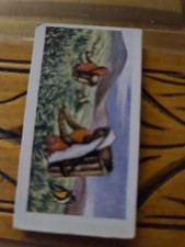 Anonymous Complete Trade Card Set of 12 - Products of the World 1957