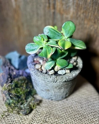Variegated Jade Plant Lemon Lime w/ 4” Hypertufa Cement Succulent Pot FREE SHIP - Image 1 of 4