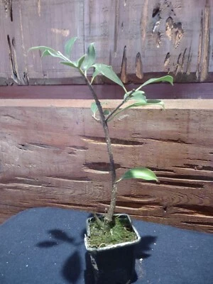 Ficus Benjamina Pre-bonsai, Ready To Be Potted, Carefully Selected - Image 1 of 4