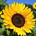 Sunflower Racey Yellow 10 Seeds Flower Garden Border Easy Grow Summer Non-gmo