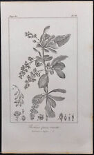 1846 - Vinettier Or Berberis Épine-vinette - engraving antique (Botany)