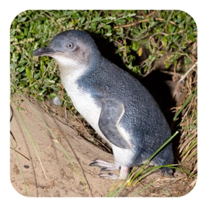 Little Penguin Drink Coaster (with cork backing) photographed in Tasmania - Picture 1 of 4