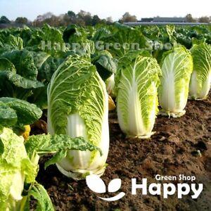 VEGETABLE - CHINESE CABBAGE - HILTON - 400 seeds - selected seeds Brassica rapa