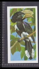 CRESTED HORNBILL - 45 + year old English Trade Card # 2