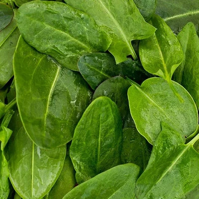 MESARBUSTES.COM Rumex arifolius - Oseille vierge stérile