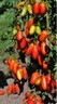 Tomato Little Mama organic non gmo Ukraine 20 seeds D Farmer's dream