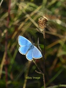 Foto 6x4 Mariposas de Tiza Downland: Azul Adonis (Polyommatus bellargus 1 2018 - Imagen 1 de 1