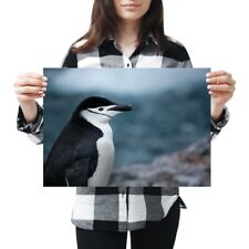 A3 - Chinstrap Penguin Antarctica Bird Wildlife Poster 42X29.7cm280gsm #44588