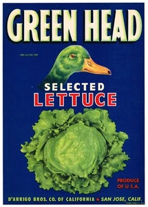 ETICHETTA CASSA ORIGINALE VINTAGE 7X9 TESTA VERDE ANATRA MALLARD SAN JOSE C1940S LATTUGA - Foto 1 di 1