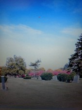 Evergreen Cemitério (Chicago, IL subúrbio) 2 parcelas em Cedar Hill