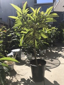 Loquat Tree Japanese Plum - Picture 1 of 6