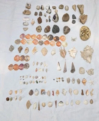 Muscheln Schnecken konvolut 144 verschiedene Teile Wüstenrose Gestein Fossil  - Bild 1 von 4