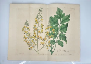 1818 Edwards Botanical #330 Koelreuteria paniculata 9,75" x 11,75" - Imagen 1 de 3