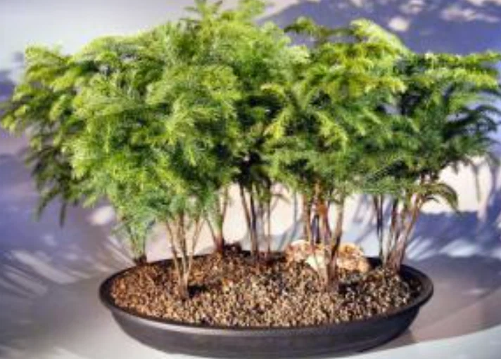 Bonsai de pino Isla Norfolk árbol vivo 7 plantas grupo forestal 25" x 16" x 12" de alto Foto 1 de 1