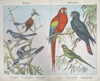 antike Grafik Fauna: Würger, Papageien, Ara  Original - Lithografie um 1880 - Bild 1 von 4