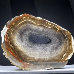 151GR MEHRFARBIGE VERSTEINERTE HOLZSCHEIBE PATLY POLIERT AUS INDONESIEN - Bild 1 von 14