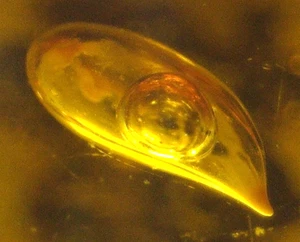 Wasserblase Enhydro mit bewegter Luft und Insekten in dominikanischem Bernstein Fossil - Bild 1 von 16