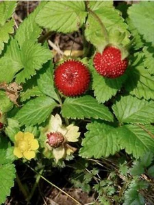 10 Semillas Duchesnea Indica, Fresa De Duchesne, Fresa de Los Indias - Imagen 1 de 1