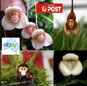 Monkey Face Flower Seeds – Dracula simia - Picture 1 of 8