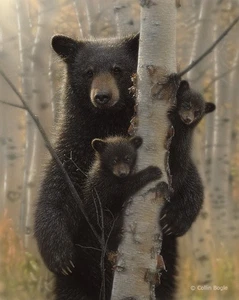 Collin Bogle Mama Bär - Bleack Bear Artist's Proof verbessertes Giclée auf Leinwand - Bild 1 von 1