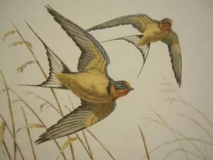 Dave Chapple Barn Swallow Hand Colored Etching Art Print - Picture 1 of 1