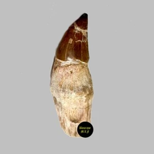 Genuine 12cm. or 4.75 inches Mosasaurus dinosaur tooth fossil from Morocco - Picture 1 of 4