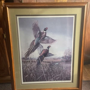 Fasane nehmen Flug Kunst Zeichnung schön limitierte Auflage signiert Vintage gerahmt - Bild 1 von 17