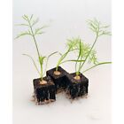 Gemüsepflanzen - Knollenfenchel-Fino / Foeniculum vulgare - verschiedene Mengen